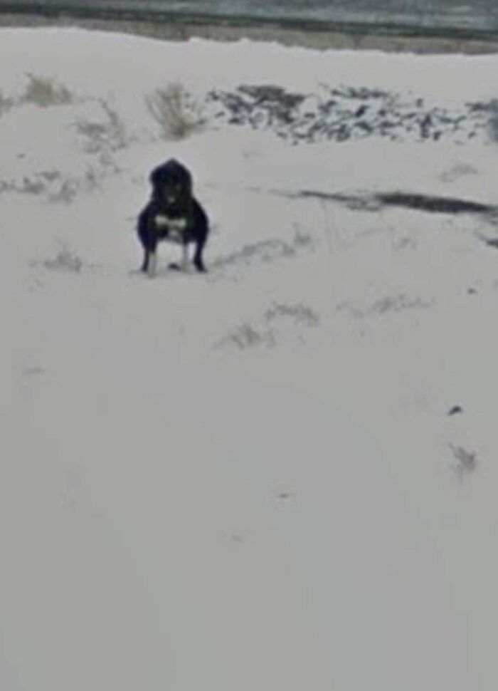 A black dog standing in a vast, snowy landscape, an odd thing captured on Google Maps.