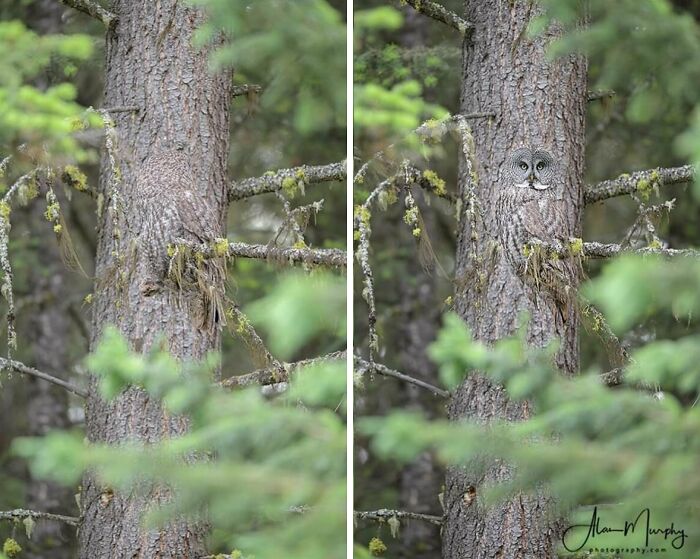 An owl camouflaged against a tree trunk, a fascinating find that blends perfectly with its internet surroundings.