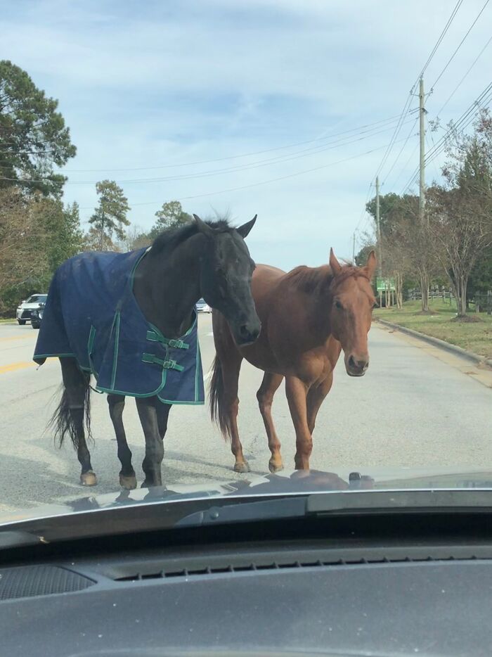 Two horses, one in a blue blanket, stand in the middle of a road, an unexpected sign from the universe.