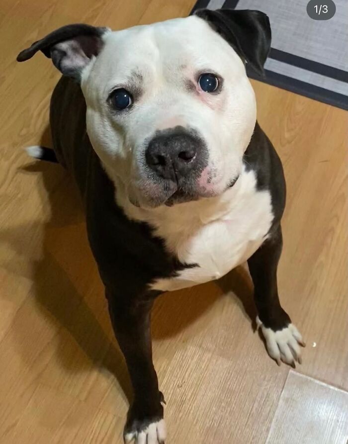 A black and white pit bull with striking blue eyes sitting on a wooden floor, a faithful sign from the universe.