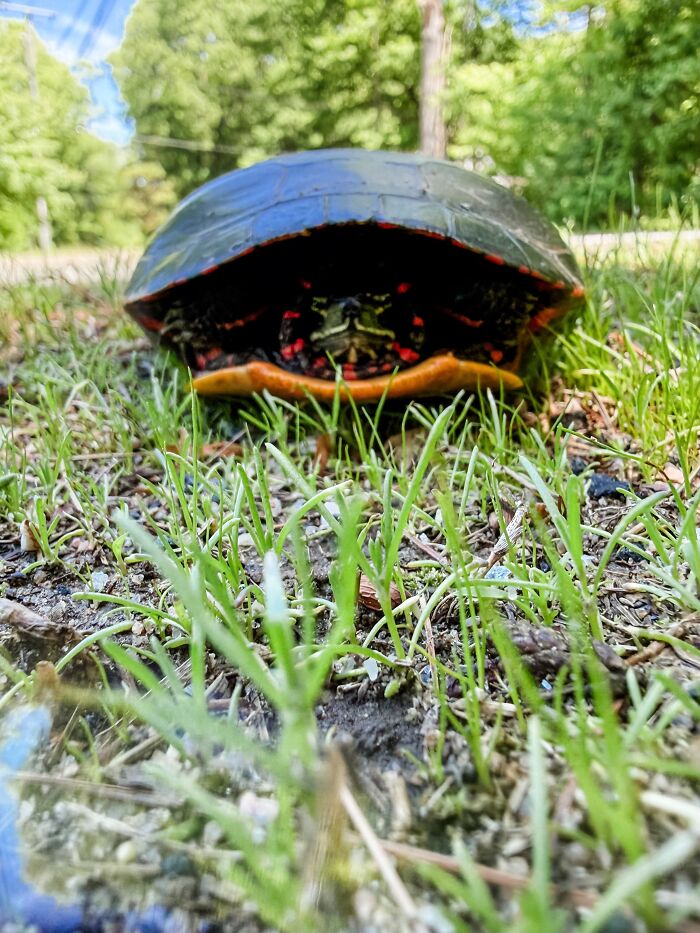 A small turtle peeking out from its shell on green grass, a sign from the universe.