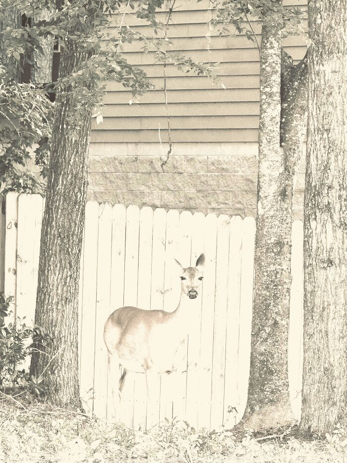 A deer standing in front of a white fence between two trees, a sign from the universe for peace.