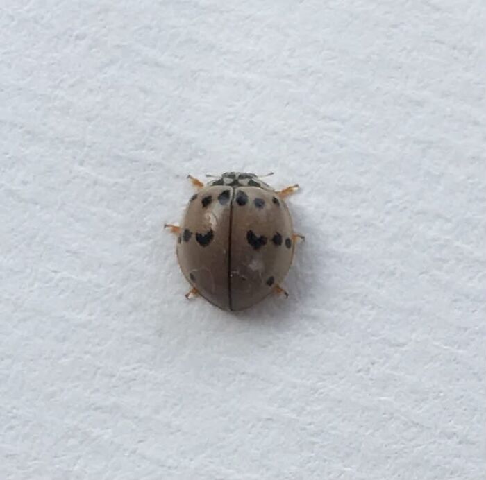 A small, tan ladybug with black spots on a white surface, a sign from the universe for luck.
