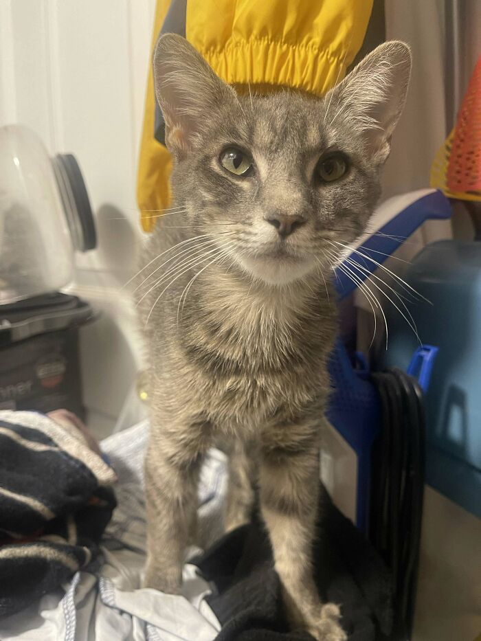 A grey tabby cat looking directly at the camera, a sign from the universe for comfort.