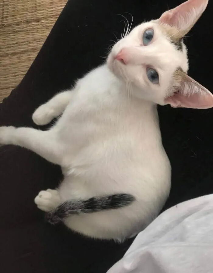 A white cat with blue eyes and a striped tail looking up, a dream from the universe.