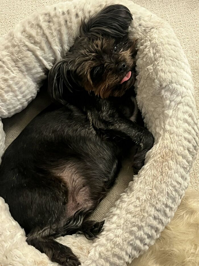 A small black dog sleeps curled up in a fluffy, light-colored dog bed, with its tongue slightly sticking out. A sign from the universe.