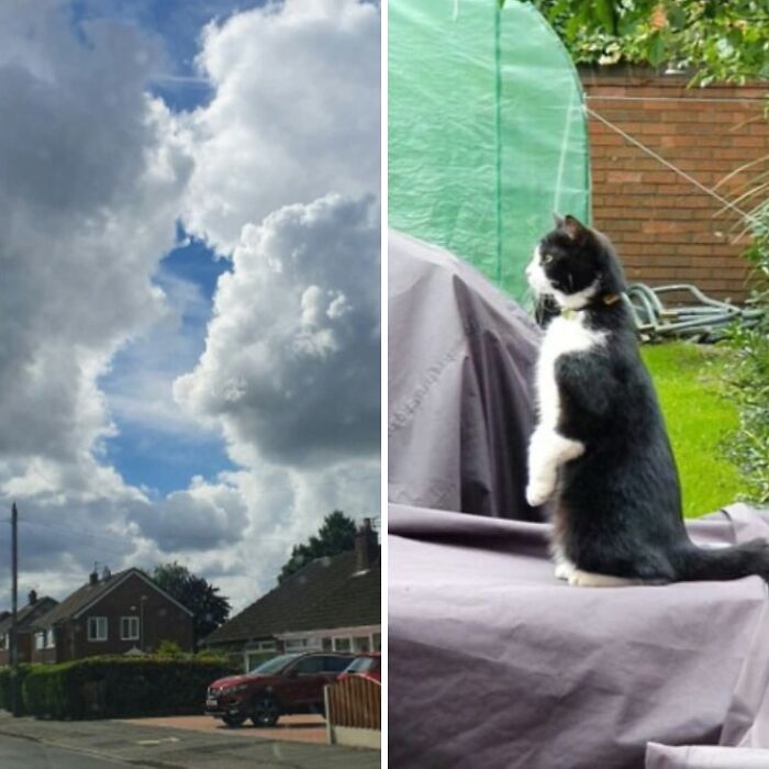 A split image showing a cloud formation resembling a person and a black and white cat standing on its hind legs, both a sign from the universe.