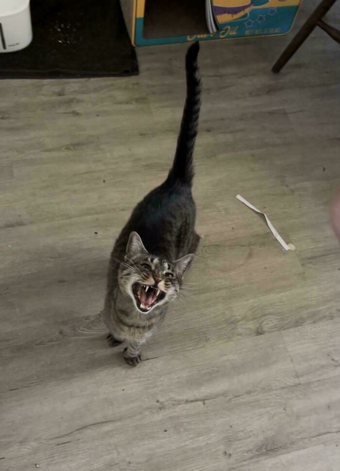 Tabby cat meowing with tail raised on wooden floor