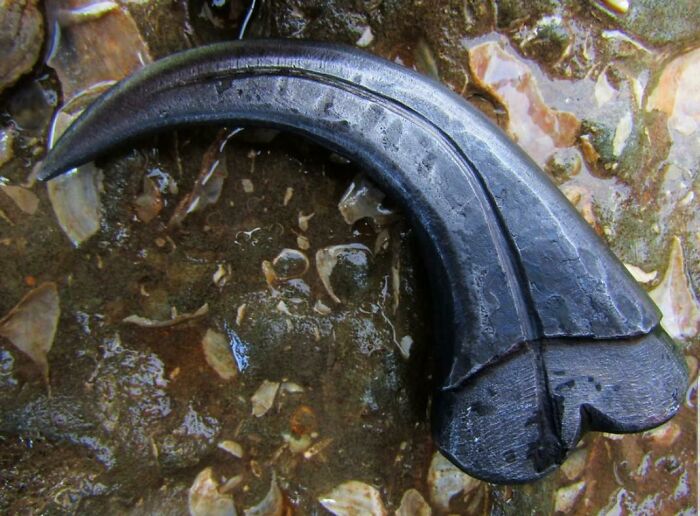Steel Velociraptor Claw I Forged As A Gift For A Friend