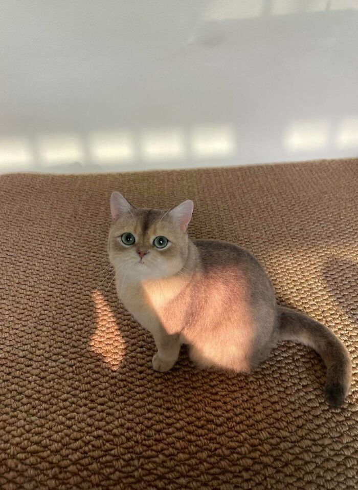 Adorable cat with striking green eyes, bathed in sunlight, showcasing the beauty of amazing crafts.