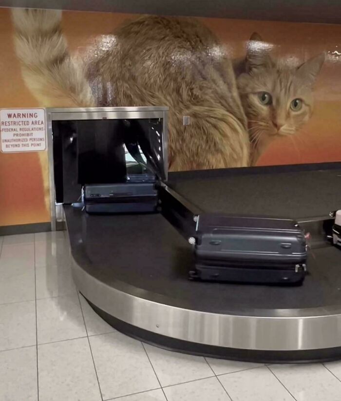 An airport baggage claim carousel against a wall-sized image of a cat, an awful idea executed with skill.