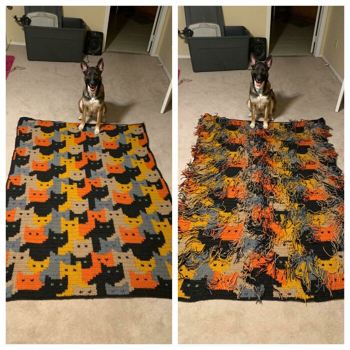 A split image shows a dog sitting behind a neat blanket with cat faces, and then behind the same blanket unraveled into a messy craft.