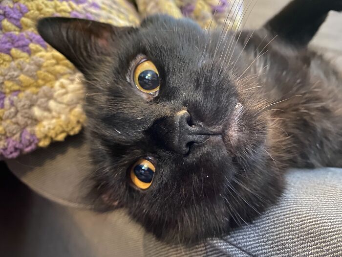 A close-up of a playful black cat with wide yellow eyes, looking upside down, from the silliest vet bills.