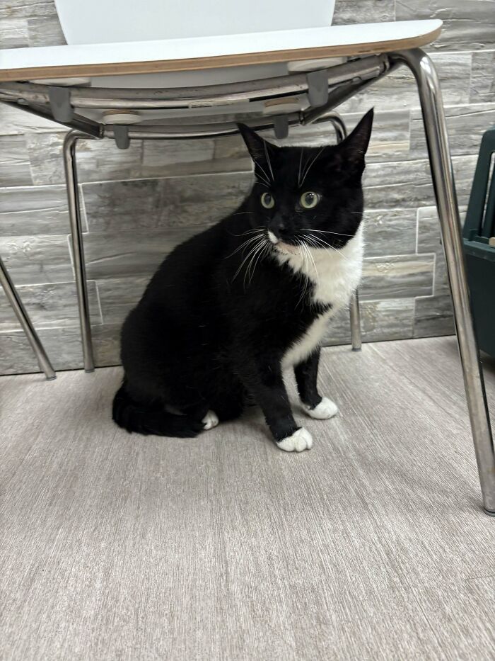 A black and white cat sits under a chair, possibly at a vet's office, showing a common pet-owner scenario.
