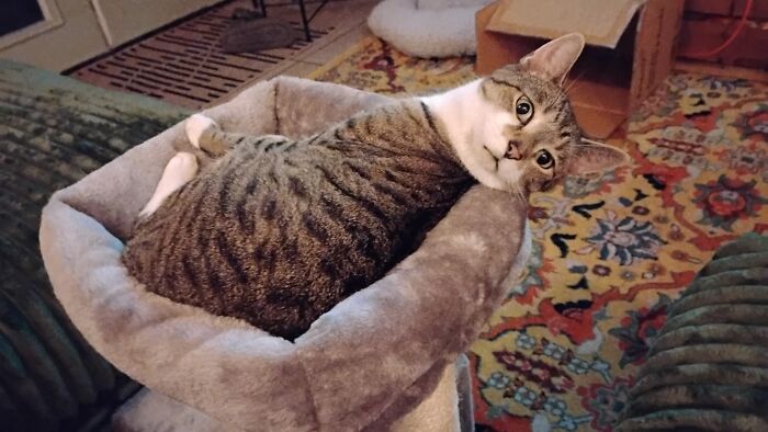A tabby cat lounges in a pet bed with its head tilted, making for a silly vet bill story.