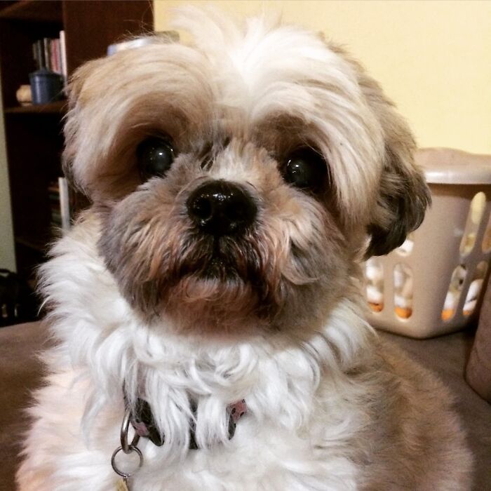 A shih tzu dog looking directly at the camera. This pet will surely have high vet bills.