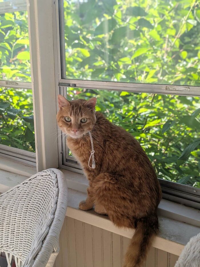 An orange cat with a white collar sitting on a window sill with green foliage outside. Pet owners sharing vet bills.