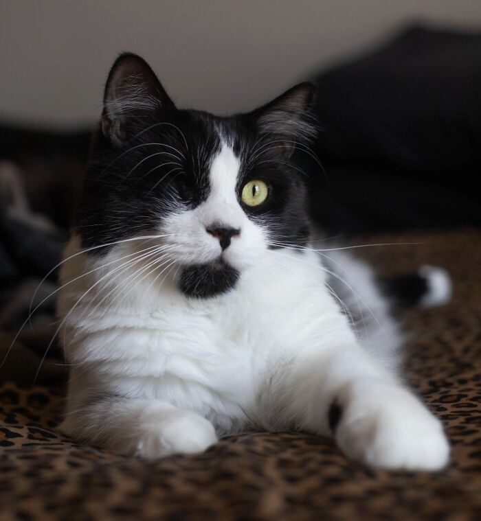 A black and white cat with a yellow eye and long whiskers on a leopard print blanket. Pet owners sharing vet bills.