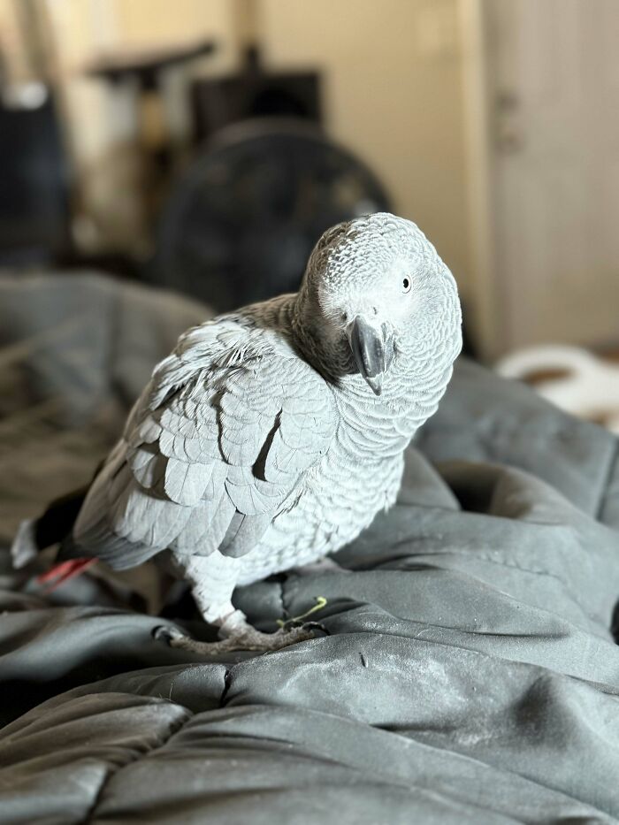 A grey parrot on a gray blanket, looking at the camera. Pet owners sharing vet bills.