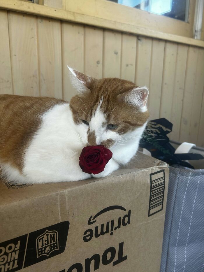 An orange and white cat lies on a box with a red rose in its mouth, a cute pet-owners moment, and vet bills.