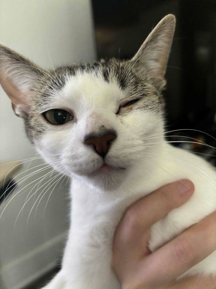 A white and tabby cat winking, held by a hand, potentially representing a pet owner's vet bill story.