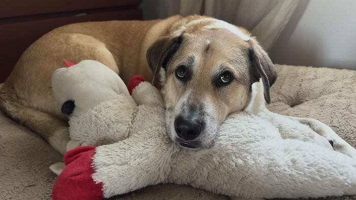 A pet dog with sad eyes lying down with a toy, related to pet owners and their vet bills.