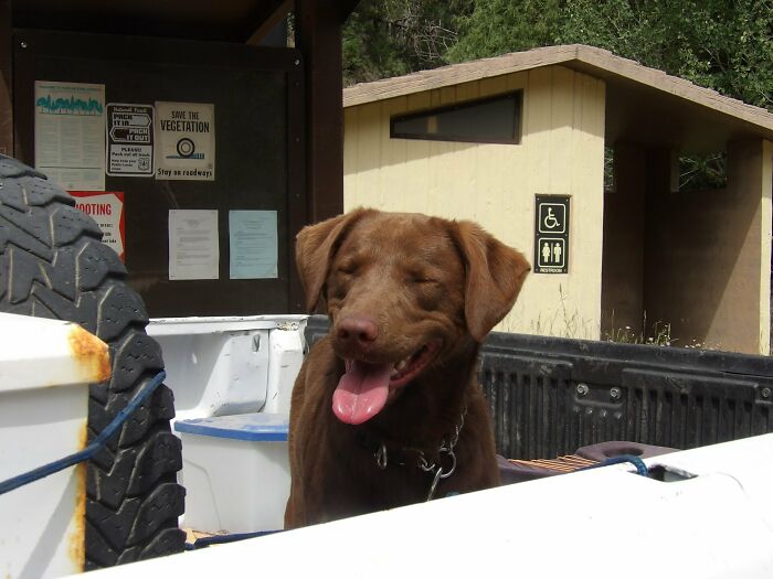 A happy brown dog in the back of a pickup truck, symbolizing pet owners and vet bills.