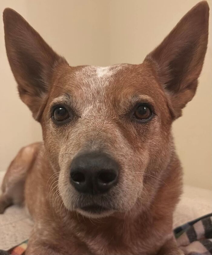 Close-up of a brown and white dog with pointed ears, related to pet owners and vet bills.