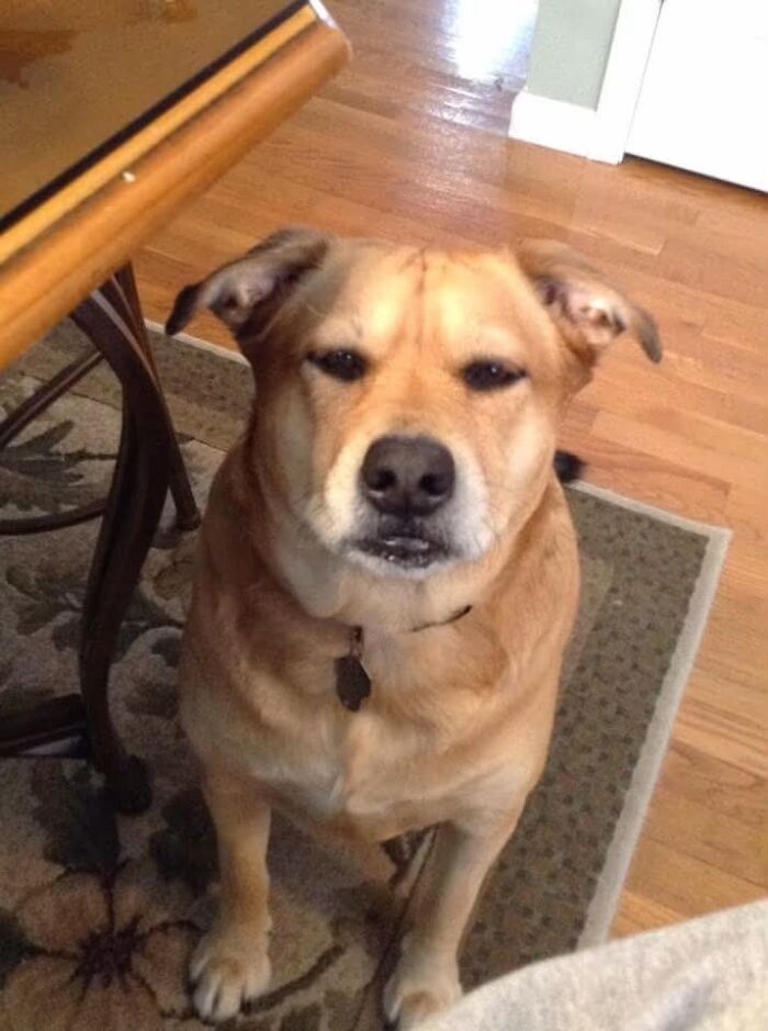 A light brown dog with a funny expression sits on a rug, often leading to unexpected vet bills.