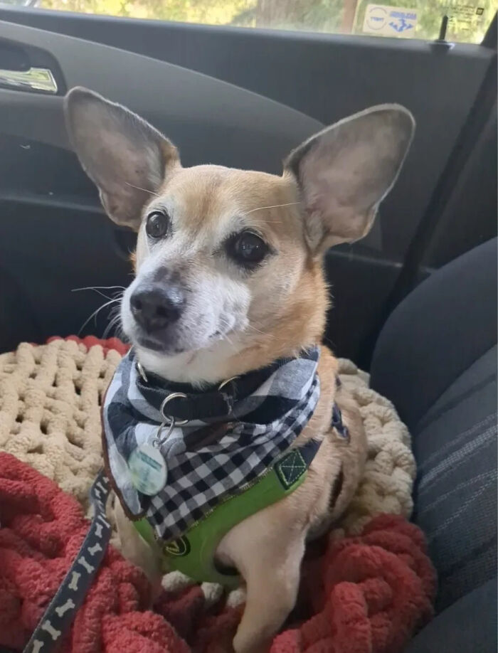 A small dog in a car seat wearing a bandana, showcasing a pet owner on the way to the vet, potentially for vet bills.