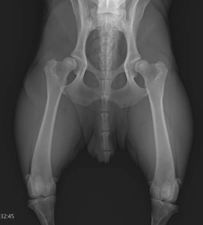 An X-ray of a dog's pelvis and hind legs, illustrating potential vet bills for pet owners.