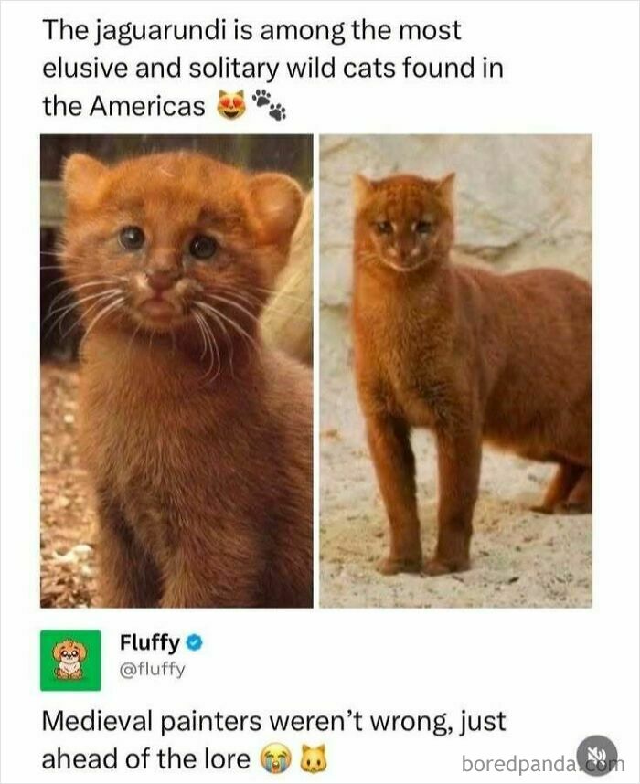Funny animals post: A jagarundi, shown as a cute kitten and an adult, illustrates elusive wild cats for people who like animals.