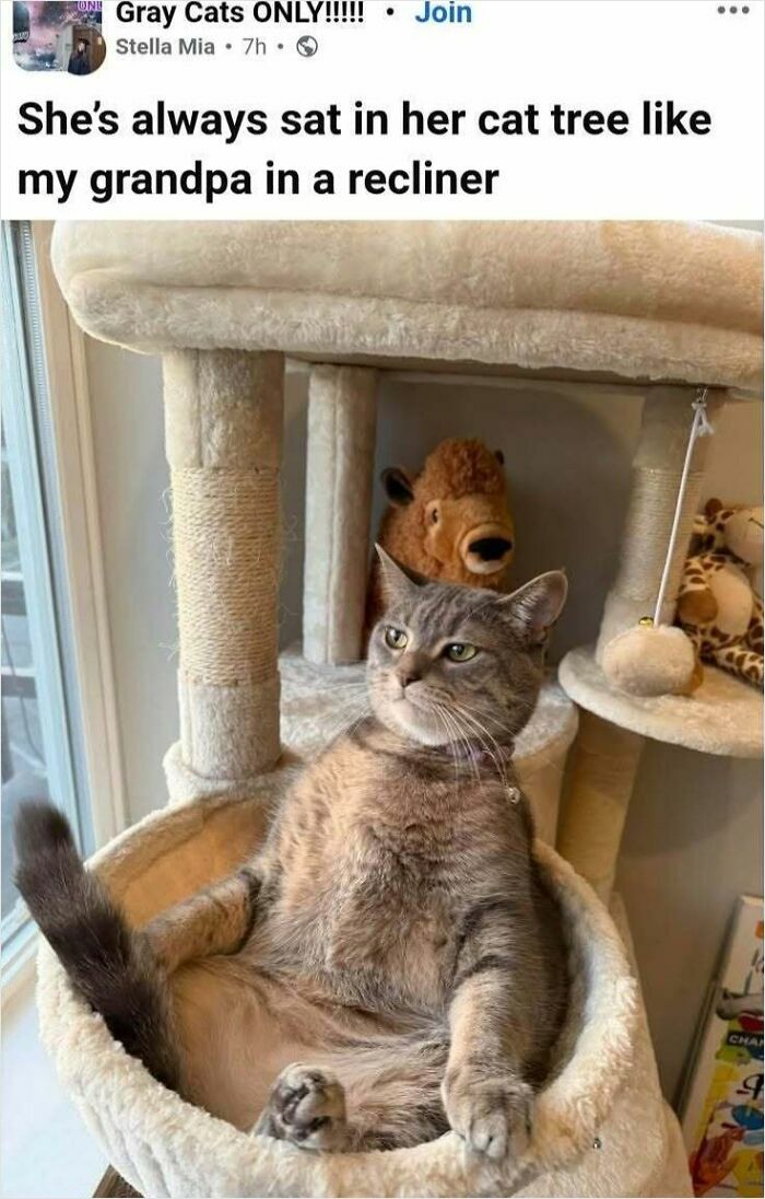 Funny animals meme: A cat relaxes in a cat tree, sitting like a person in a recliner, for people who like animals.