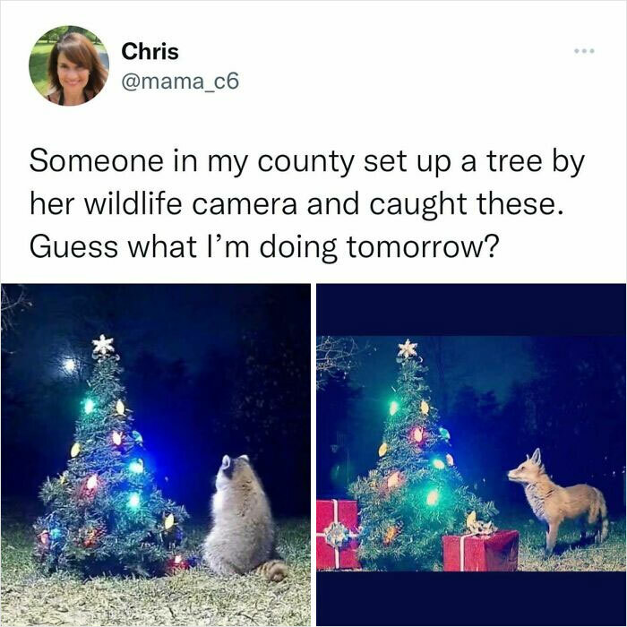 Wildlife looking at a decorated Christmas tree in two wholesome posts, a raccoon and a fox.