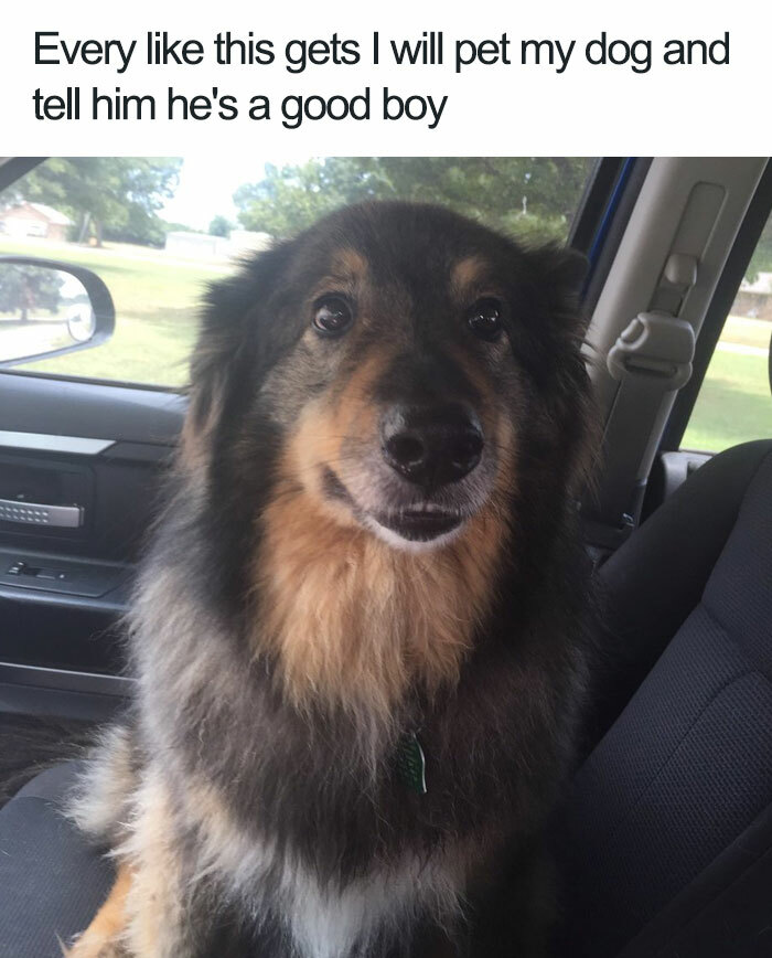 A wholesome post featuring a fluffy dog with a happy expression, sitting in a car seat.