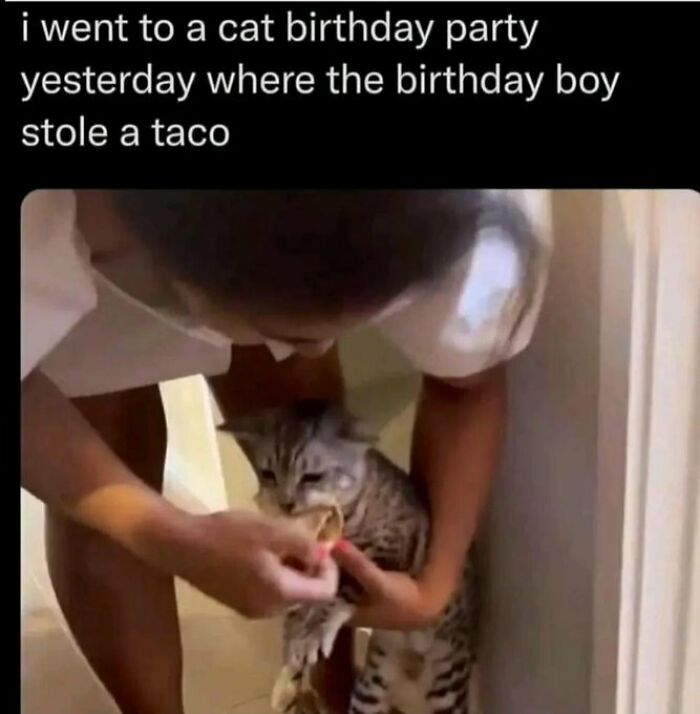 A person holding a cat that is eating a taco from their hand, one of the wholesome posts.