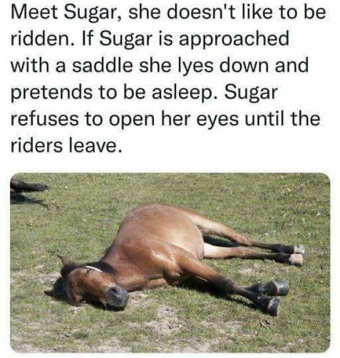 Wholesome posts illustrate a horse named Sugar lying on the grass, playing d**d to avoid being ridden.