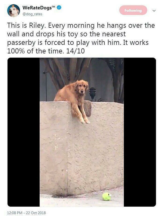 Riley the golden retriever hangs over a wall, dropping a toy, one of many wholesome posts for a tiny break.