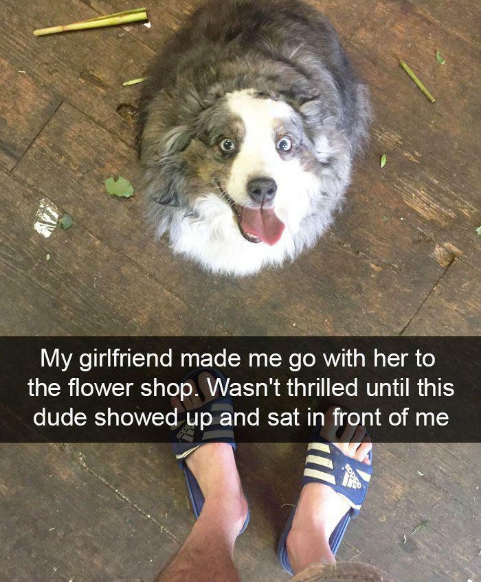 A happy dog looking up at the camera, a wholesome post providing a tiny break.