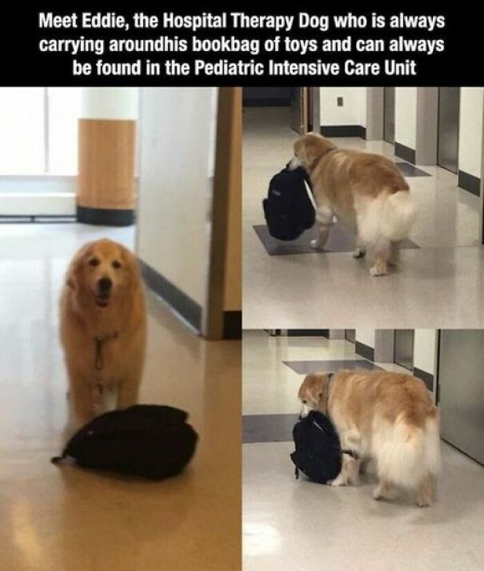 Eddie the Hospital Therapy Dog carries his bookbag of toys in a pediatric unit, a wholesome post offering a tiny break.