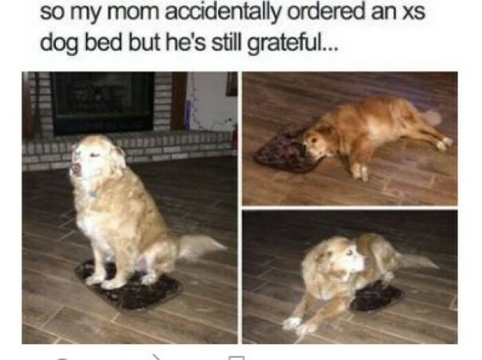 A grateful golden retriever tries to fit on an extra-small dog bed, a wholesome post that feels like a tiny break.