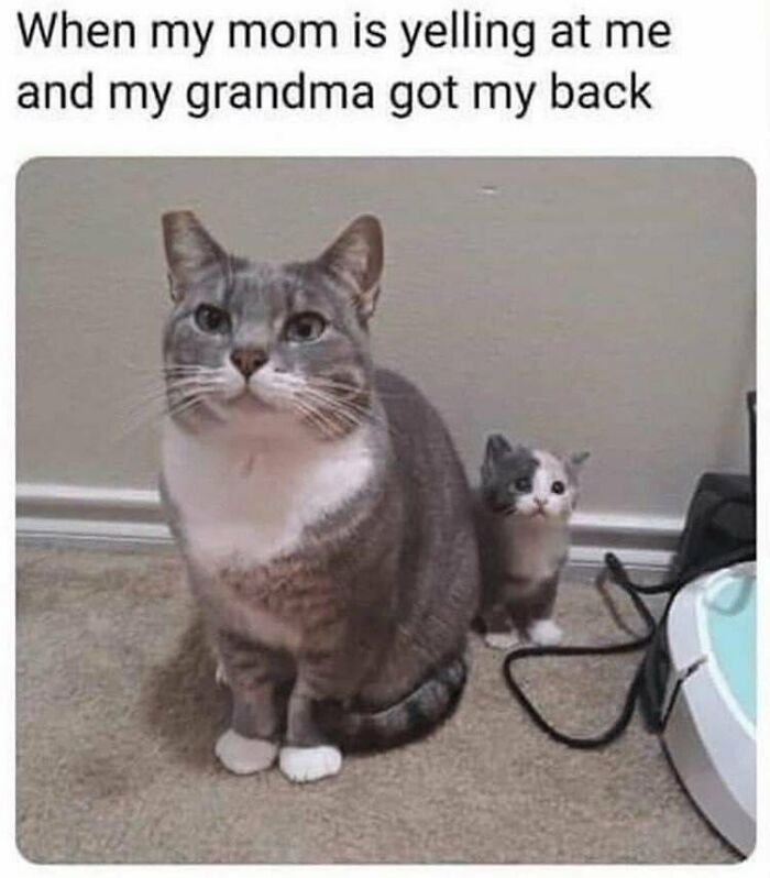 Wholesome posts depict a large grey cat sitting protectively with a tiny kitten behind it.