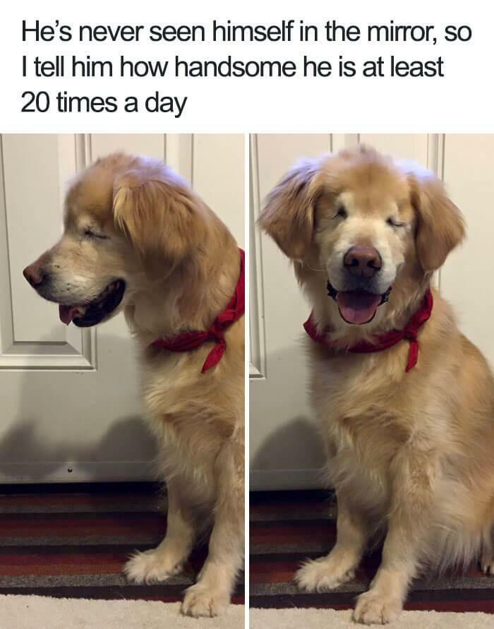 Wholesome posts feature a golden retriever, blind from birth, with its eyes closed, happy after hearing compliments.