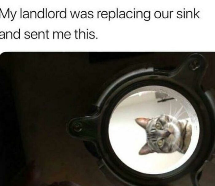 A cat's face peering curiously through a sink drain, a wholesome post offering a tiny break from daily stress.