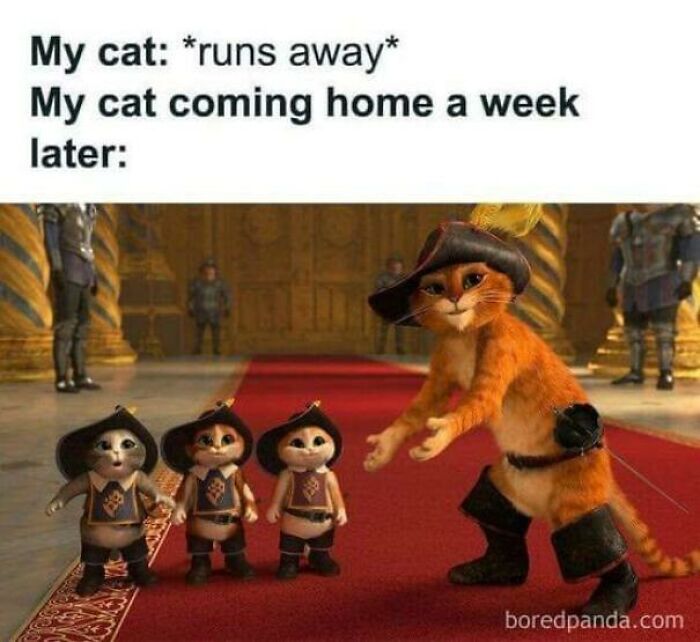 A wholesome post showing Puss in Boots and three kitten versions of himself, representing a cat returning home.