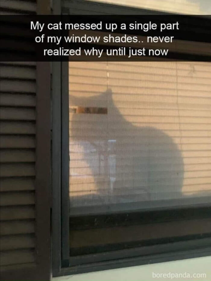 A wholesome post showing a cat's silhouette through window shades, revealing why the shades were messed up.