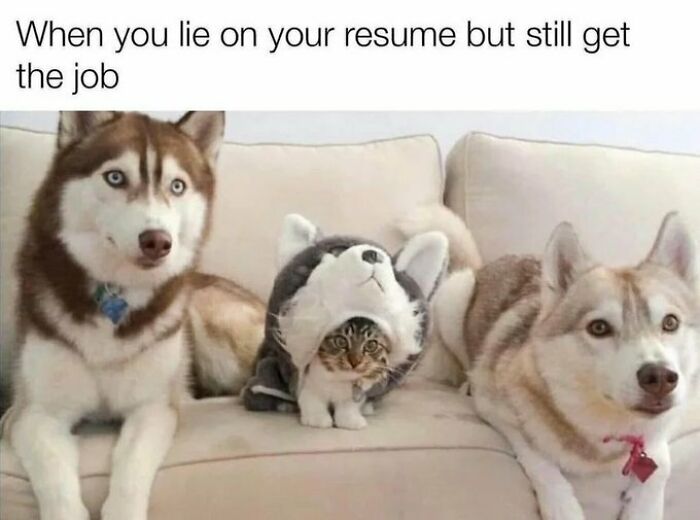 A wholesome post featuring two husky dogs and a tiny kitten in a husky costume, looking like they got the job.
