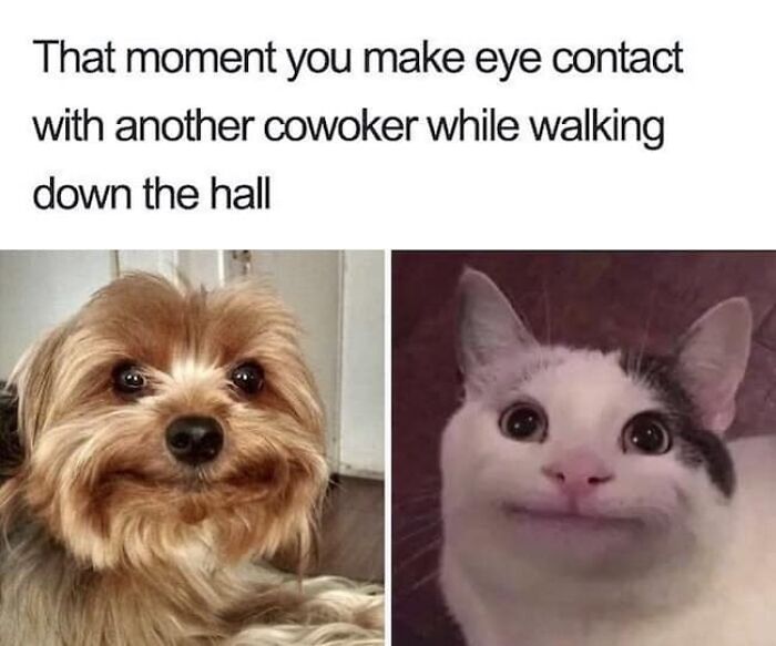 A wholesome post showing a smiling dog and a smiling cat, representing awkward eye contact with a coworker.