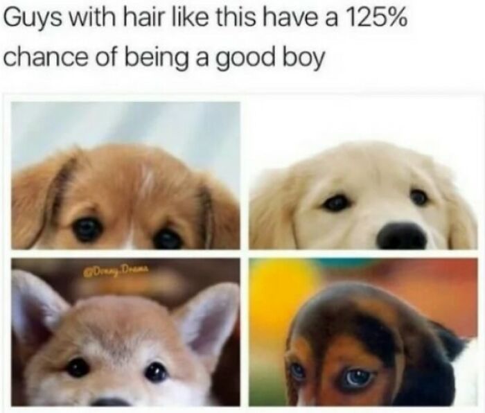 Four adorable puppies with fluffy hair, a wholesome post about good boys, offering a tiny break from worries.