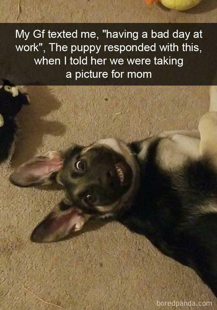 A happy puppy on its back with a wide grin, a wholesome post bringing a tiny break from a bad day.